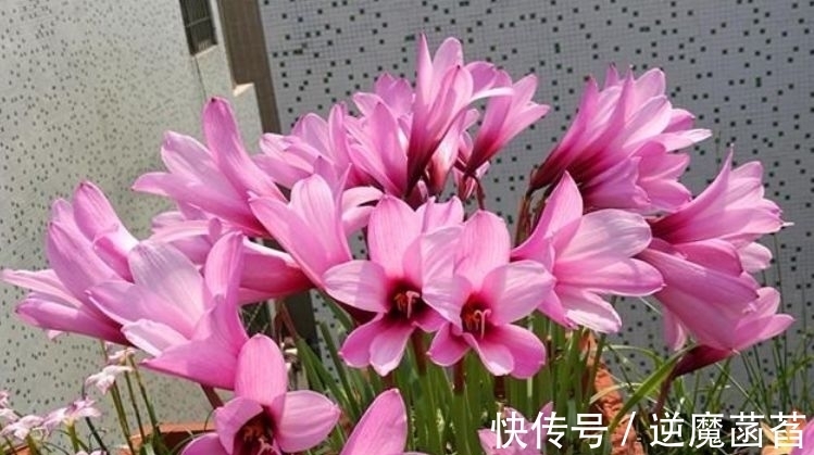 兰花|家里养这几款花卉,娇小不占地,便宜又好养,10元2盆