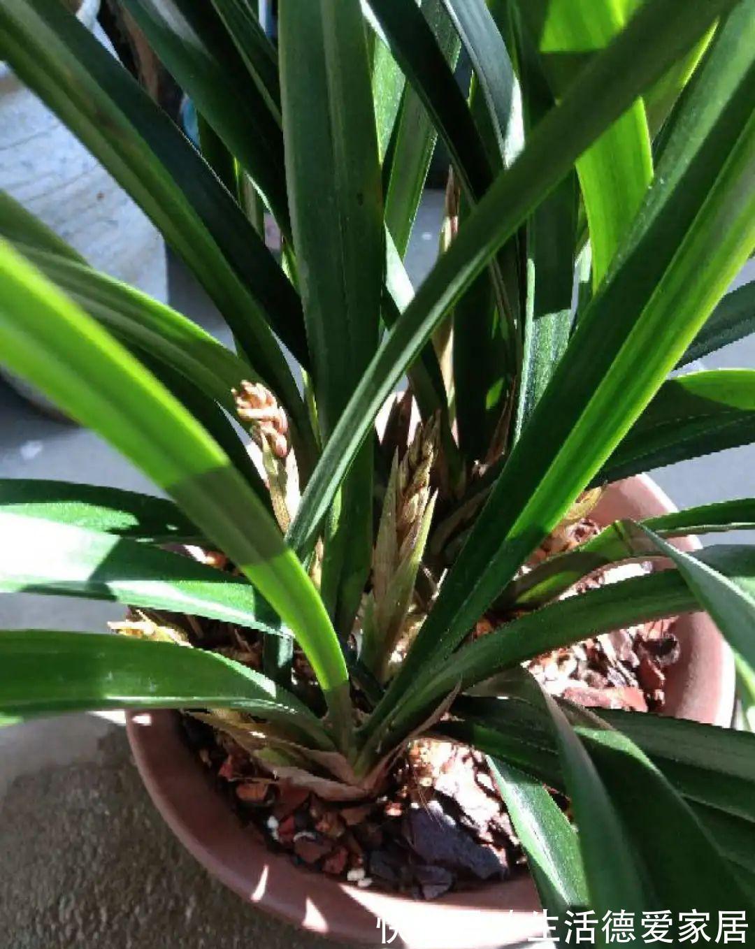 绿萝穷养，兰花富养，才能养成宝贝，你真的懂吗？