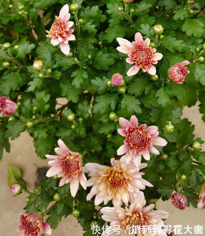 光照|9种花,光照时间越短越容易爆盆,晒太久反而不开花