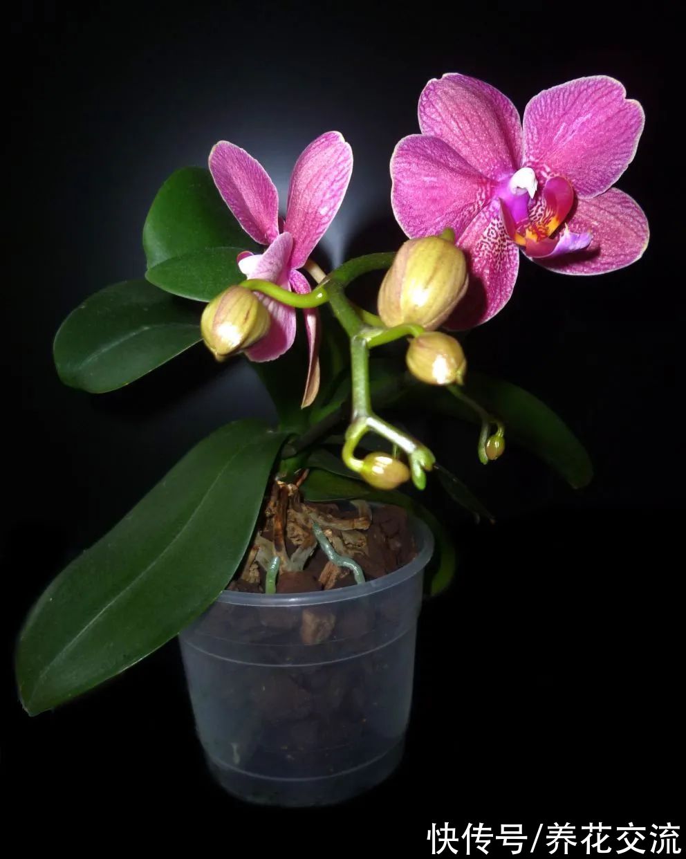 室内窗台养盆栽蝴蝶兰，掌握这5点就足够了，每年坐等看花