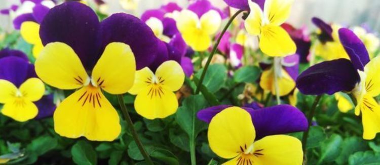 “4种花”超爱开花,尤其第2种,全年开花不断,还超好养,美