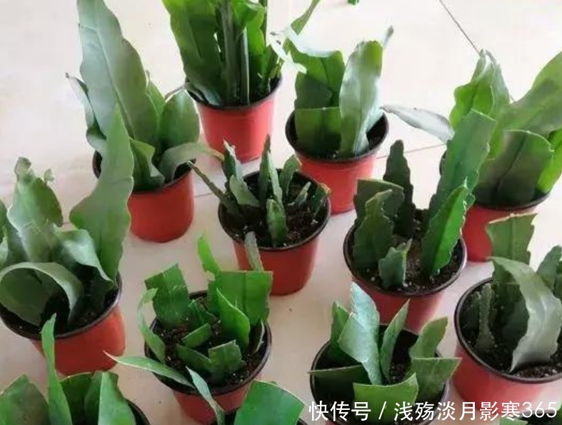 3种花“快入盆”，插土里就活，1盆轻松变10盆，夏天就开花！