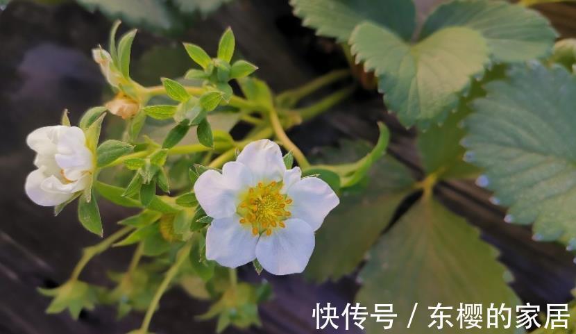促进|室内植物，喷洒磷酸二氢钾可以促进开花么，这种做法不科学