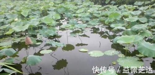 动作|气温低遇上轻口鱼，做好这些调整，浮漂动作再小，提竿也能中鱼！