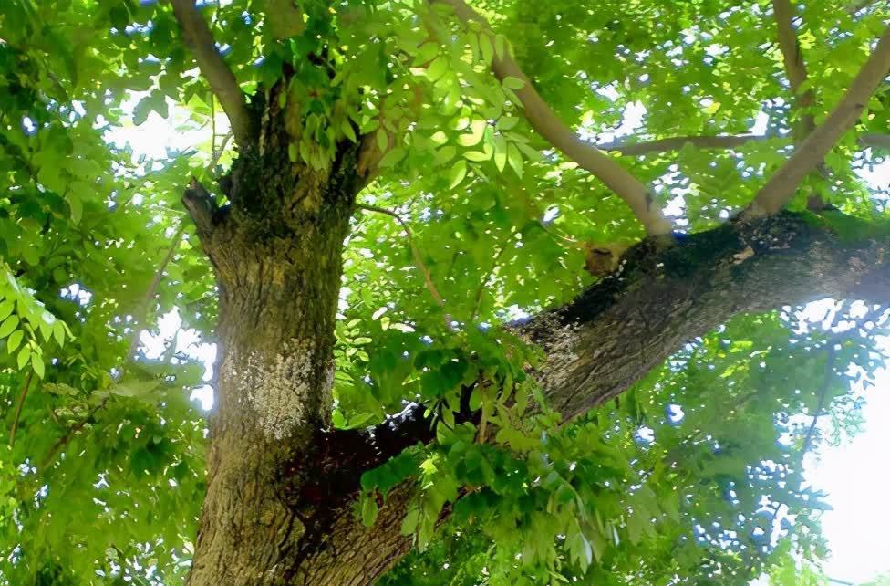 进入3月植树忙,有空地就种“4种树”,能看能吃,越大价值越高