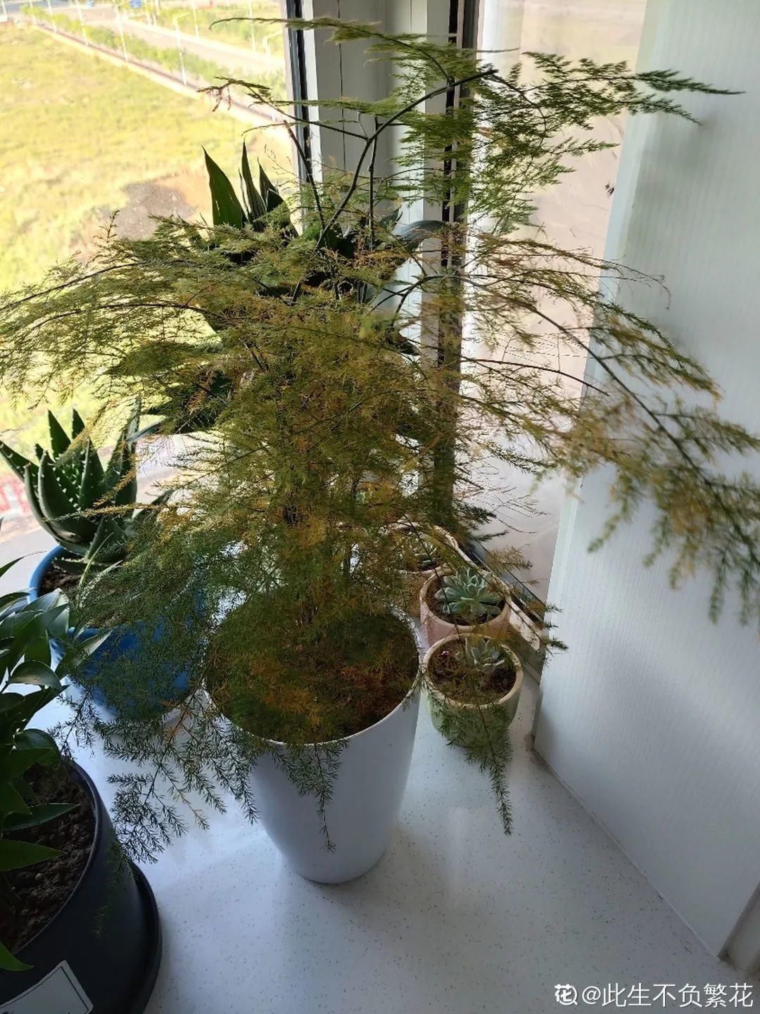 买的花总不活,秘密全在花盆里,搬起来看看才知道