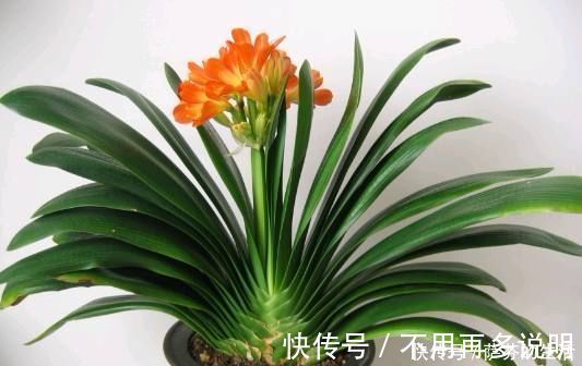 盆栽|盆栽君子兰黄叶倒点它,瞬间叶子油亮像打了蜡,轻轻松松就爆盆