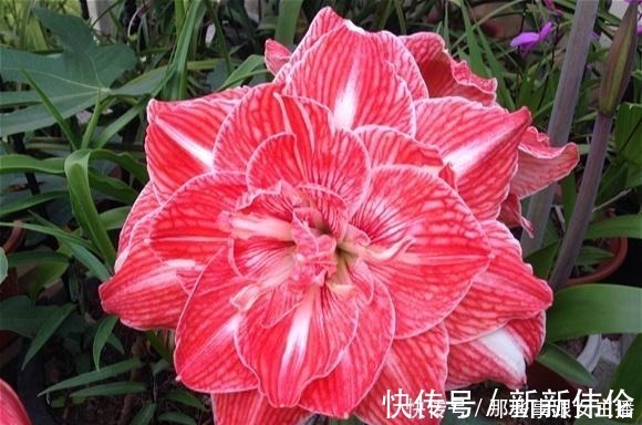 花肥|一种很容易养的花,养了2个月就开花,花朵比汤碗还大,美翻了!
