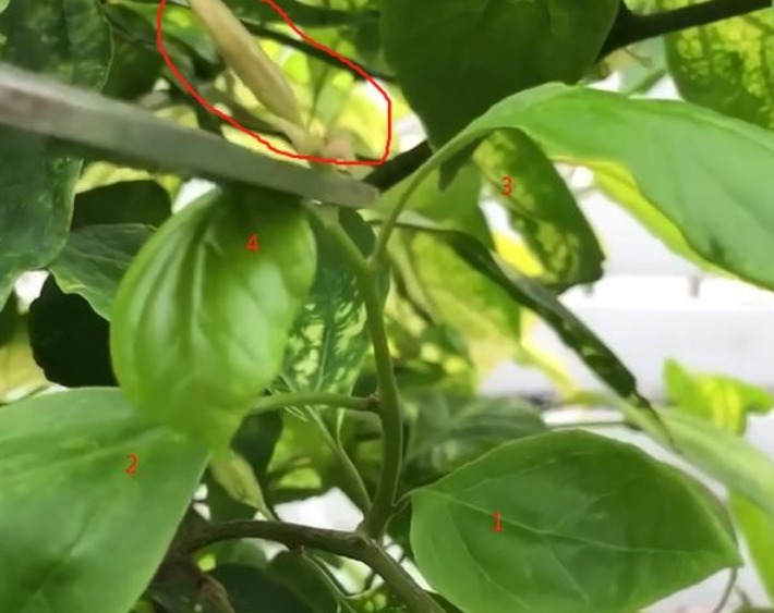 想要三角梅开花不断,掌握3个技巧,蹭蹭冒花芽,开完一茬又一茬