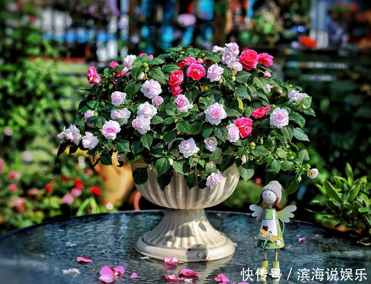 精品|喜欢玫瑰,不如养盆“精品玫瑰”坦尼克,花开花朵肥硕,四季开花