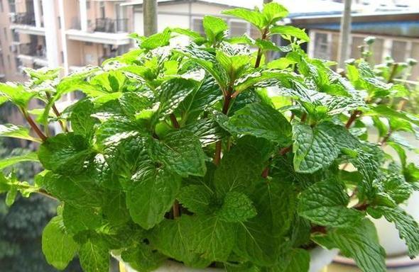 盆栽|花友自封手残党,感慨无法养好花盆栽这5款十天半个月不用管