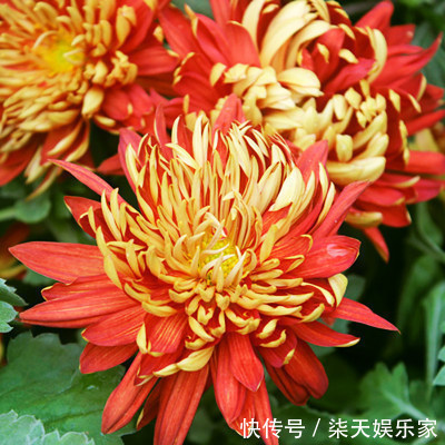 蛇女|“最适合做老婆”的3个生肖女,旺夫旺子旺家庭,尤其生肖蛇