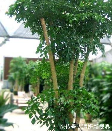 合家|盆栽幸福树,烂根“耷拉头”简单一处理,枝繁叶茂,合家幸福!