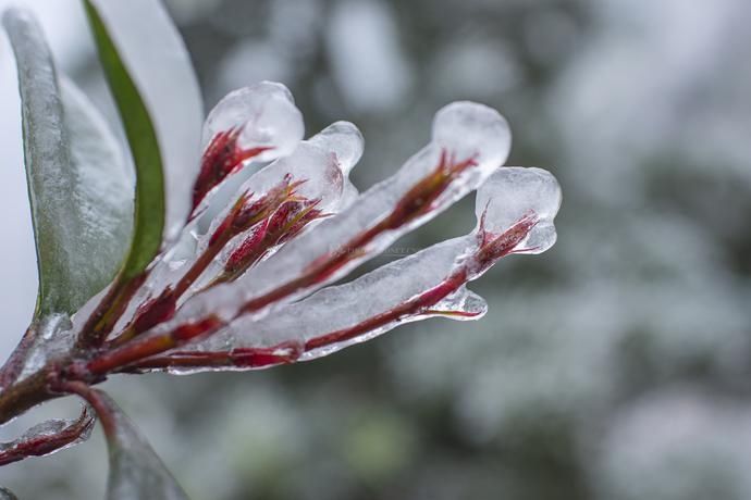  花枝|2020最后一个节气“冬至” 犹有花枝俏