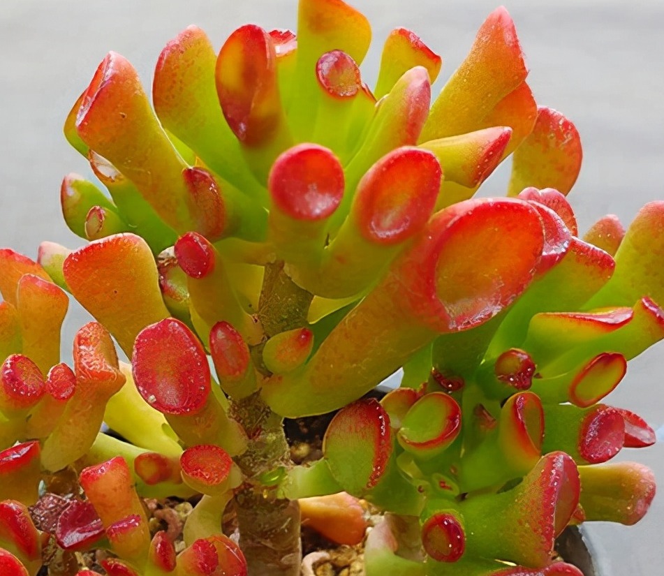 “客厅见叶，家大业大”，8种盆栽任选一种，高雅“贵气”寓意好