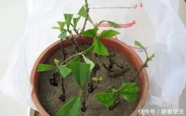 7前，这3种花最适合扦插，“养不死”易爆盆，叶绿花还多