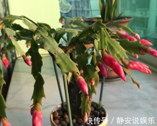 磷酸二氢钾|此种“溶液”浇蟹爪兰,7天“浇1次”,1盆冒出60个花苞!