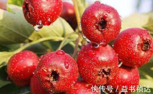 女人|子宫肌瘤的“良药”找到了,女人常吃,活血化瘀,肌瘤慢慢消