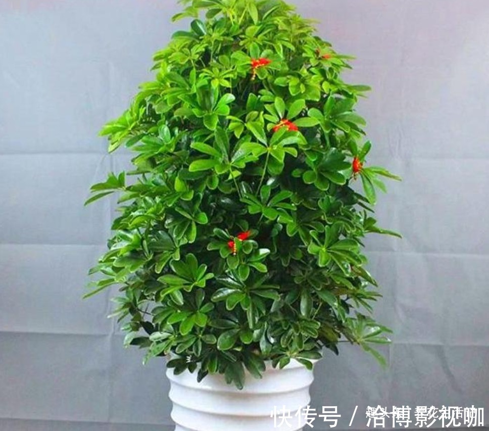 叶子|室内养鸭掌木，坚持做好“4个”关键，叶子四季“青翠”侧芽多