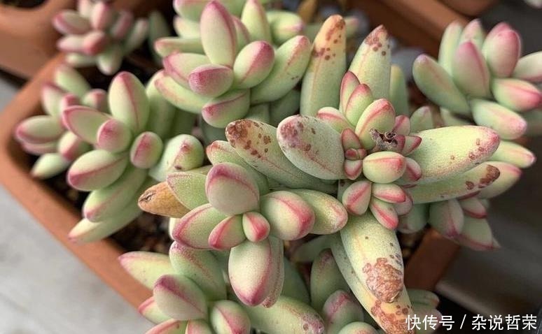 石莲花属|体积变小、狂冒气根?多肉可能“危险”了,根据这2点经验去预防