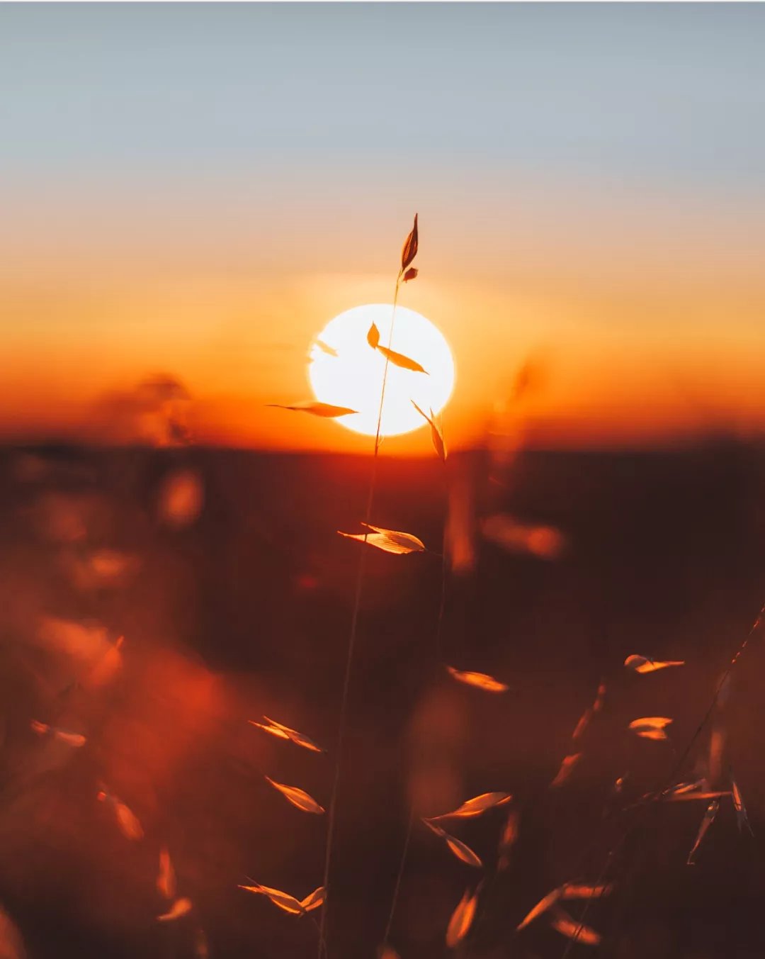 秋花|秋天，最美的诗，最美的歌