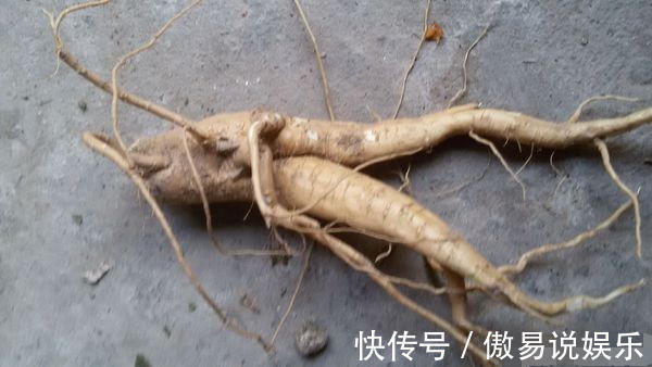 农村|农村小伙门口在自家菜园子居然挖出人参，吃完后直接被送进医院！