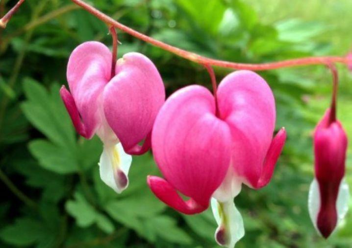 这几款植物养在家里，花期长花量大，一盆千百朵，枝头花苞满