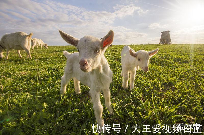 生肖|生肖羊8月一到好运来，财富运势大大提升，赚得盆满钵满