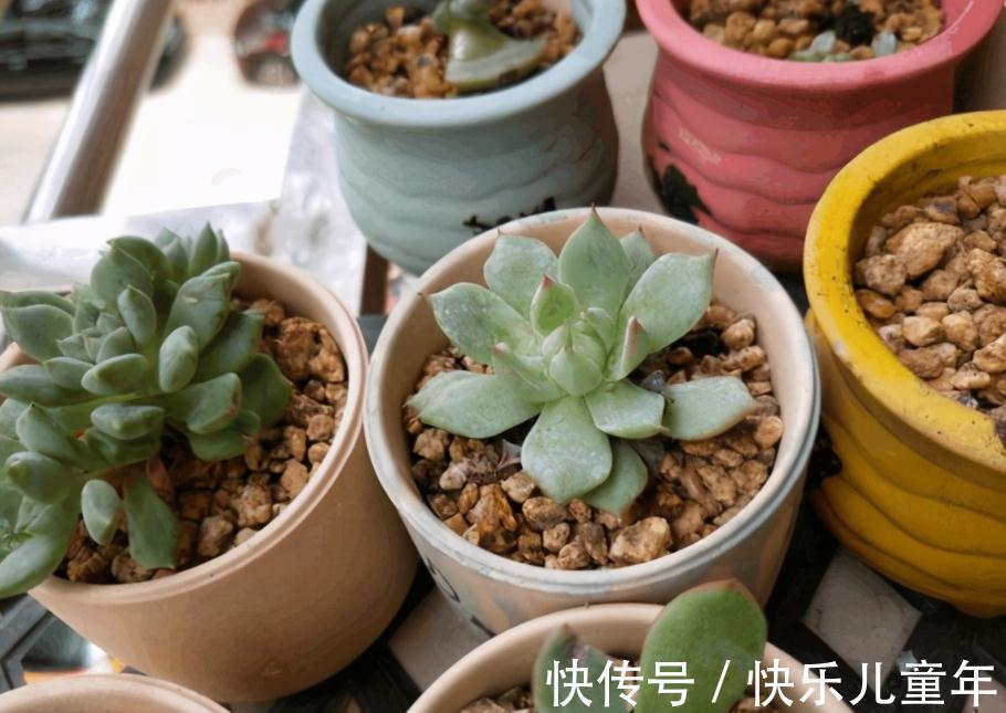 11月秋高气爽，给多肉换盆土，这么干服盆快，长势更好