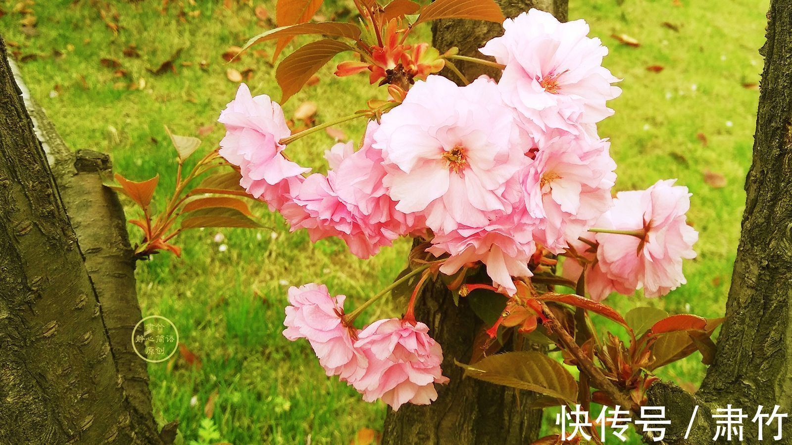 落叶之外&一句淡淡的告别,绵延成落叶的情话