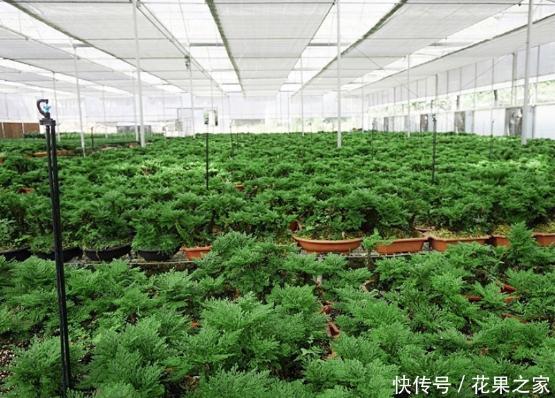 枯萎|养不死的植物,枯萎了也能遇水“涅槃”复活!