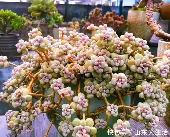 祝你好运|李大姐养多肉10多年，总结6个好品种，新手也能养成“漂亮老桩”