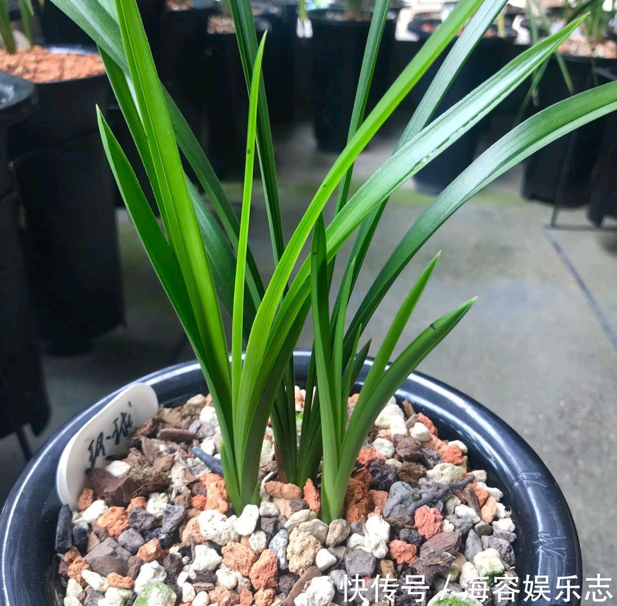 芦头|兰花海底芽是怎么回事兰花遇到海底芽在秋季怎么分盆