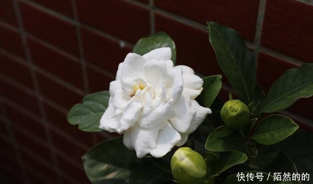 3种花就是醋坛子，土里滴点醋，叶子油绿鲜亮！