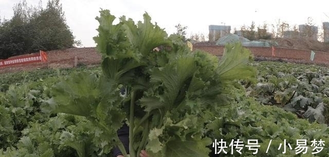好吃|这种青菜不仅好种还好吃，包饺子非常特别，你不试种一下吗？