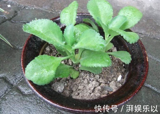 花农透露3种植物白送也别要,在家养容易给自己招麻烦