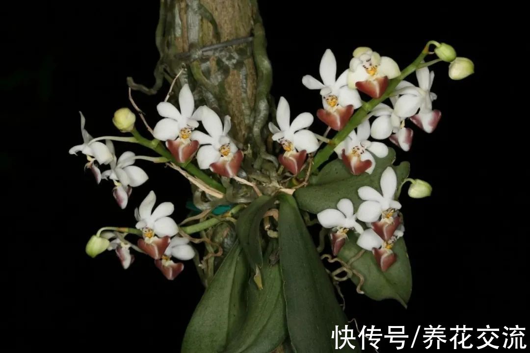 室内窗台养盆栽蝴蝶兰，掌握这5点就足够了，每年坐等看花