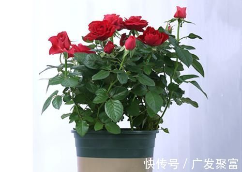 养人|这五种花摆放在家里，娇艳高贵又芬香，净化杀菌还养人