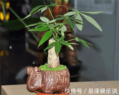 浇水|发财树叶片发黄怎么办关于发财树养护的3个要点,别说没提醒