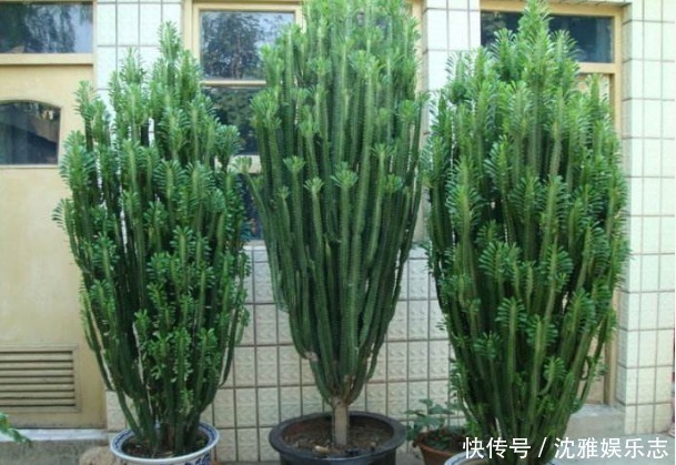 招财|再丑也要养的“镇宅花”!有钱人家都有,招财又进宝,寓意满满