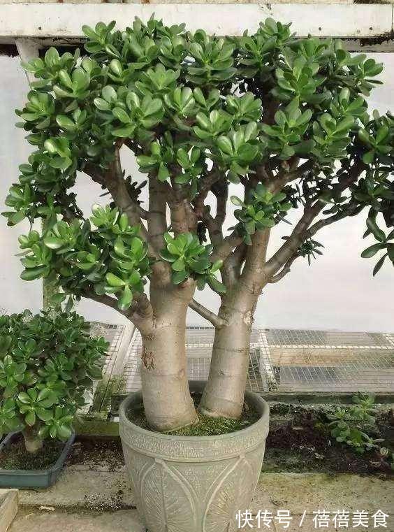 19种常见花“耐寒能力”一览表,天冷要不要“入室”,看看就知道