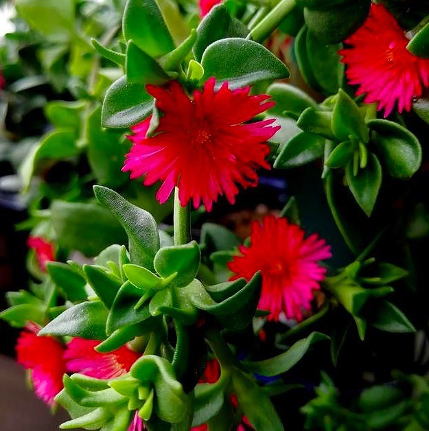 “最任性”的花儿，精心护理养不好，放在阳台上不理不睬还爆盆了