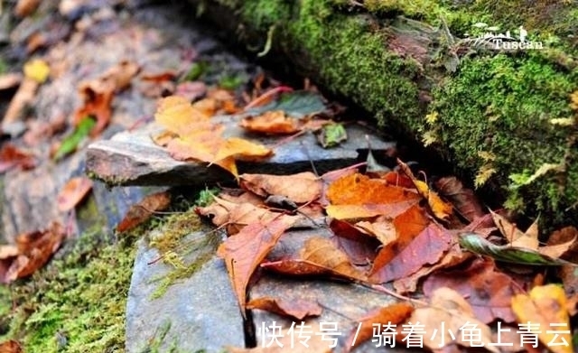 鄂州|中唐一首七律，含蓄深沉描述战争的创伤，一唱三叹，堪称诗中佳作