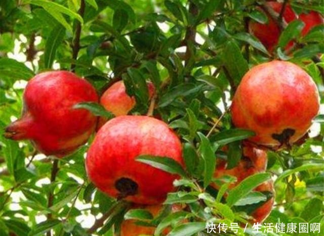 山顶|秦始皇陵里究竟灌进了多少水银看看山顶的石榴树,就知道了