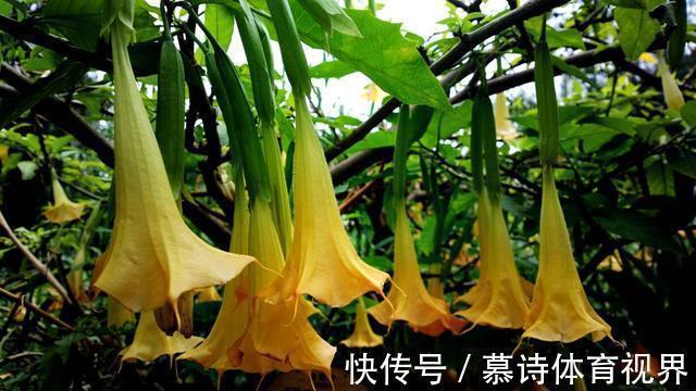 养花期|家里养花别随便，“2种花”真的不能养，虽然漂亮，却很“晦气”