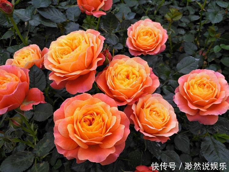 盆栽|“玫瑰珍品”土星王阳台，丰腴婀娜，花色温馨，堪称养花必备