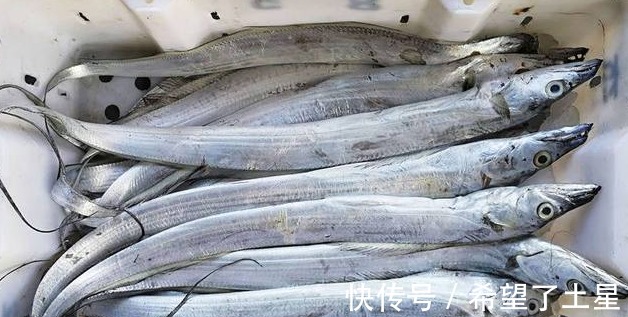 红娘鱼|买鱼时，聪明人专挑这3种鱼，肉质鲜嫩营养高，目前无法人工养殖！