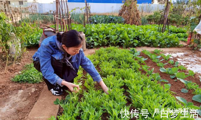 正当季|秋天,遇到此菜我从不手软,隔三差五吃,明目防近视,孩子要多吃