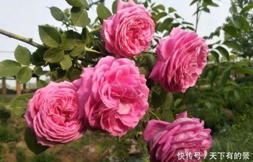 4种花好养易活花量大，浇水就疯长，开花爆盆很容易