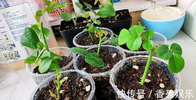 三种自制生根剂,扦插花卉时使用,快速冒出大白根,不比买的差!